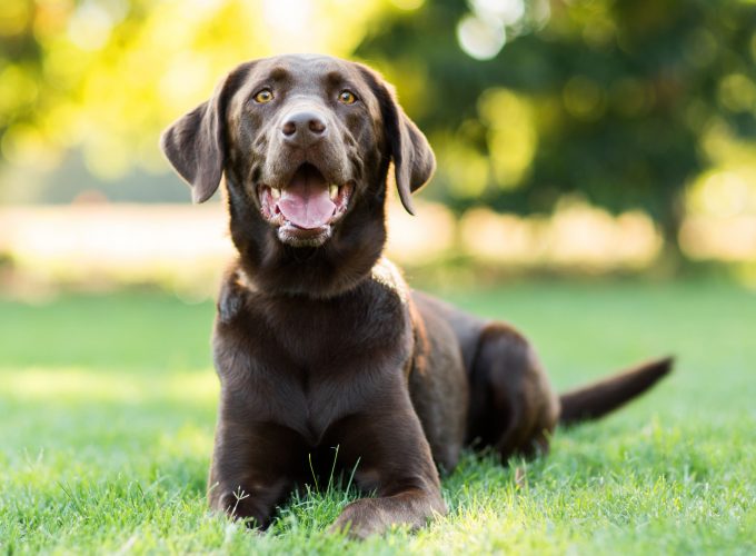 Wallpaper Labrador, dog, 4k, Animals 5537815946